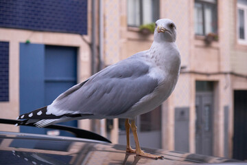 Seagull standing on the car (side view and front view)