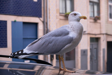 Seagull standing on the car (side view)