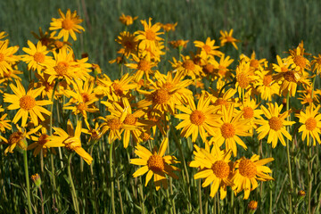 Fototapeta premium a bunch of yellow sunflowers in a field bathed in golden morning light against a green background of meadow