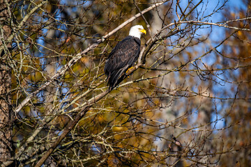 Bald eagle, Cowichan Bay,