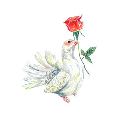 Beautiful white dove with a rose in its beak. Watercolor illustration isolated on white background. Valentines Day greeting cards, wedding invitations