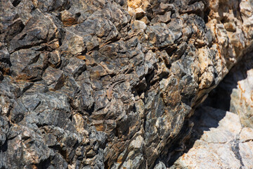 Small lizard sitting on a rock in the desert