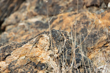 Small lizard sitting on a rock in the desert