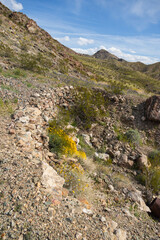 desert wildflowers along a gravel road