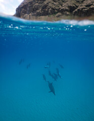 Obraz na płótnie Canvas Wild Hawaiian Spinner Dolphins Swim free in the beautiful blue ocean off the Hawaii Shore 