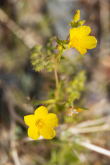 Yellow flowers close-up