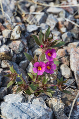 Pink flowers on the rocks
