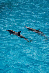 Obraz premium Wild Hawaiian Spinner Dolphins Swim free in the beautiful blue ocean water off Oahu 