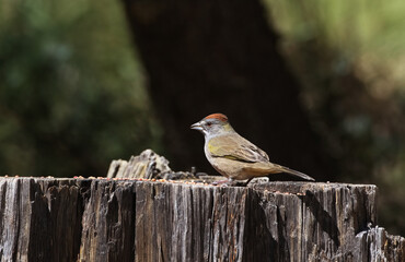 Cut tree stump is natural seed feeding tray for Green Tailed Towhee