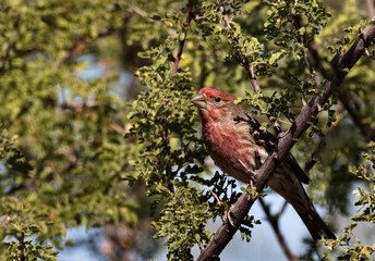 House Finch perched on branch in Southeast Arizona, a birding hotspot in the American Southwest