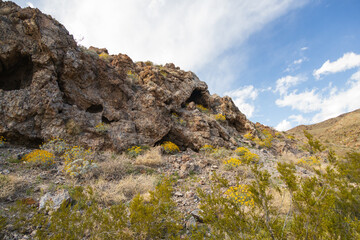 Fototapeta na wymiar Desert landscape with yellow wildflowers