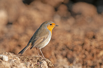 European Robin (Erithacus rubecula) foraging in the field.