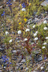 Desert landscape with white pin-cushion and yellow wildflowers