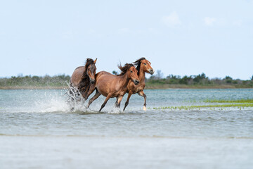A stallion gallops after two mares sending water splashing in Shackleford Banks in the Outer Banks of North Carolina.