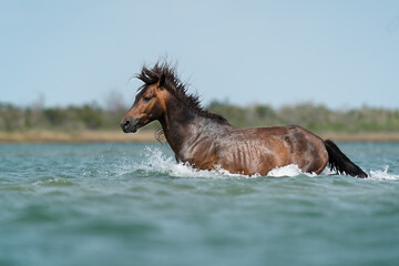 A wild mustang stallion splashing through deep water, his mane flying, in Shackleford Banks in the...