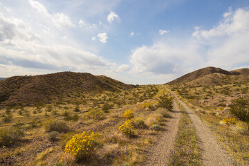Desert wildflowers along a gravel road