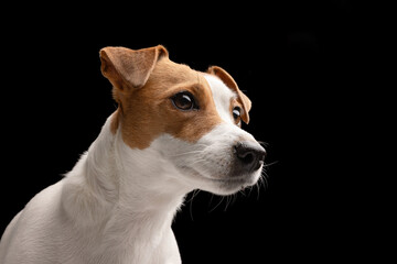 beautiful dog Jack Russell terrier on a black background, dog portrait