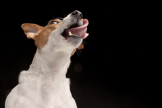 Satisfied dog licks Jack Russell terrier looks up. Hungry pet and thirst for delicious food. Black background