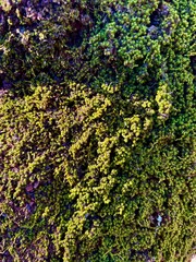 The moss that hangs and grows abundantly on tree trunks 