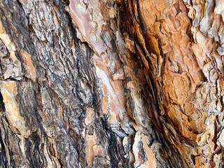 view of old tree bark taken from close range
