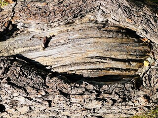 view of old tree bark taken from close range