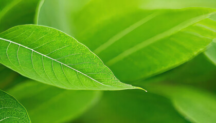 Verdant Curves of Spring