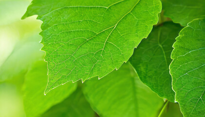 Obraz premium Verdant Curves of Spring