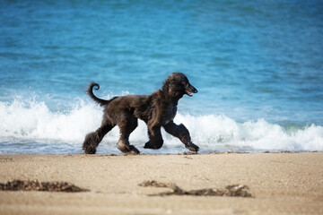 Funny Afghan Hound young dog having fun on the beach. Afghan hound puppy running at the seaside