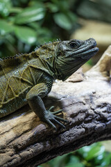 Green lizard on a tree trunk.