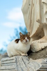 A cat is resting under an ancient sculpture. Cute cat is posing. 