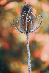 Dried ornamental thistle / dipsacus laciniatus in nature on autumn background, bokeh, close-up, shallow depth of field.