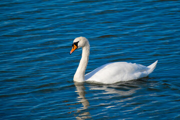 Swan in the ocean
