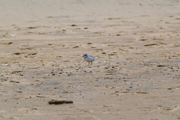A piping plover walks on the shore close to her nest at Tawas Point State Park, at East Tawas, Michigan.