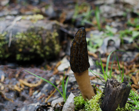 Mushroom in the spring forest, a beautiful healthy specimen of Morchella conica or black morel in the forest.