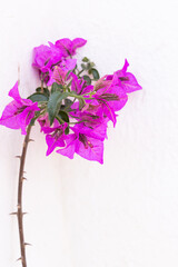 Bright purple flowers against a white stucco wall.