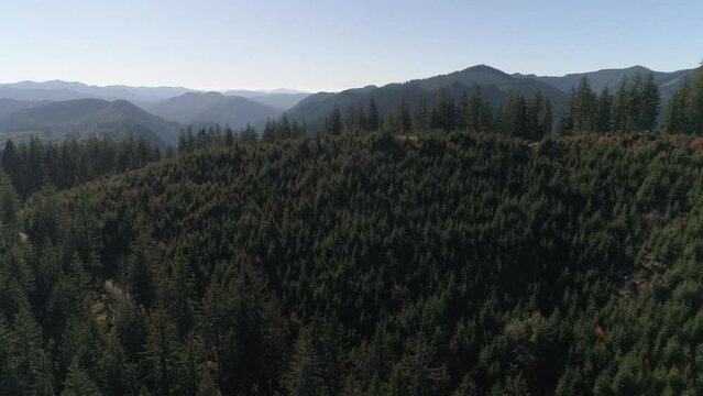 Pacific Forest Logging Sites Regrowth of Trees OregonAerial Video 8