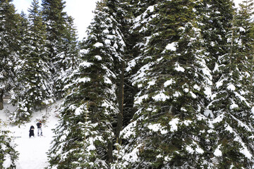 A snowy day in the forest, Snow and pine trees. Pine forest in winter. Tree trunks and snow. Winter in Uludag, Bursa.