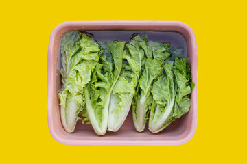 Small Chinese cabbage, Tokyo bekana cabbage soaked in a basin of water. Cleaning vegetables