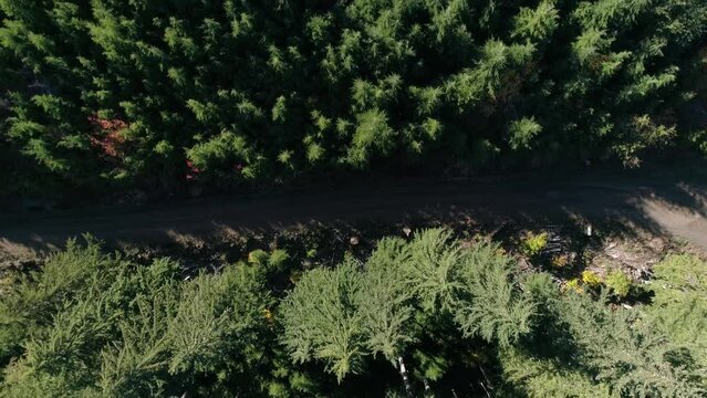 Pacific Forest Logging Sites Regrowth of Trees Aerial Video