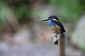  Javan blue-banded kingfisher (Alcedo euryzona), is a species of kingfisher in the subfamily Alcedininae. It is endemic to and found throughout Java.