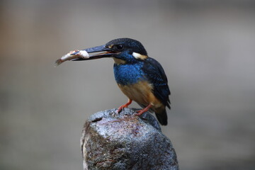 Javan blue-banded kingfisher (Alcedo euryzona), is a species of kingfisher in the subfamily Alcedininae. It is endemic to and found throughout Java.
