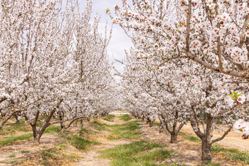 Obraz premium Almond blossoms in a Tunisian orchard.