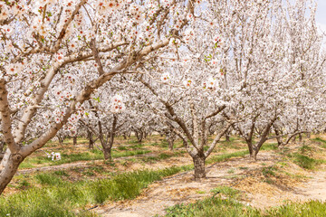 Fototapeta premium Almond blossoms in a Tunisian orchard.