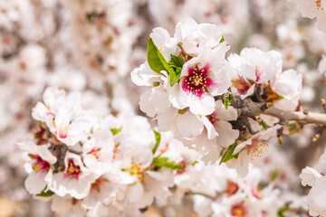 Almond blossoms in a Tunisian orchard.