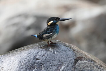 Fototapeta premium Javan blue-banded kingfisher (Alcedo euryzona), is a species of kingfisher in the subfamily Alcedininae. It is endemic to and found throughout Java.