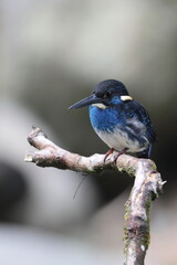  Javan blue-banded kingfisher (Alcedo euryzona), is a species of kingfisher in the subfamily Alcedininae. It is endemic to and found throughout Java.