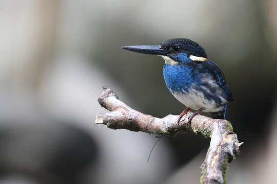  Javan blue-banded kingfisher (Alcedo euryzona), is a species of kingfisher in the subfamily Alcedininae. It is endemic to and found throughout Java.