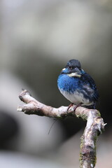  Javan blue-banded kingfisher (Alcedo euryzona), is a species of kingfisher in the subfamily Alcedininae. It is endemic to and found throughout Java.