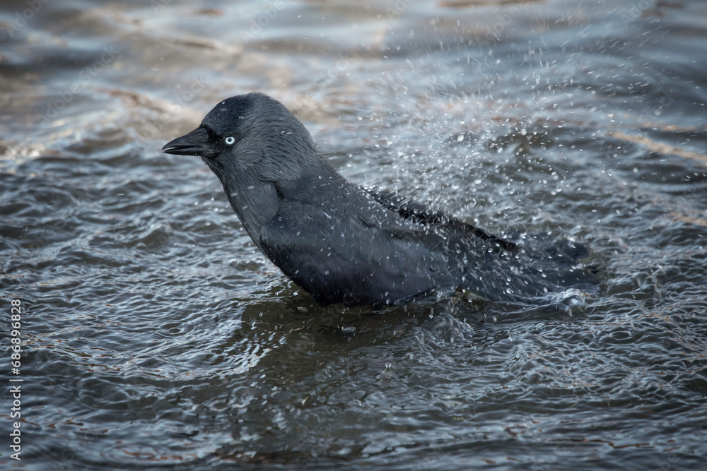 Poster a close up of a jackdaw, corvus monedula, as it bathes in the pool. water is splashing from the bird
