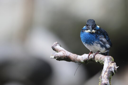  Javan blue-banded kingfisher (Alcedo euryzona), is a species of kingfisher in the subfamily Alcedininae. It is endemic to and found throughout Java.